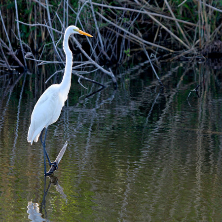 Great Egret & Alligator (Everglades National Park)