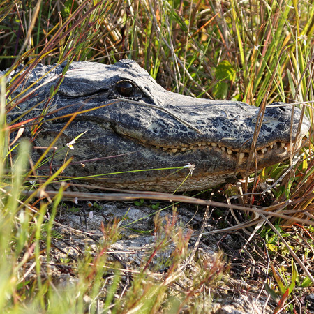 American Alligator (Everglades National Park)