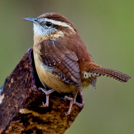 Carolina Wren (Rock Creek Park)