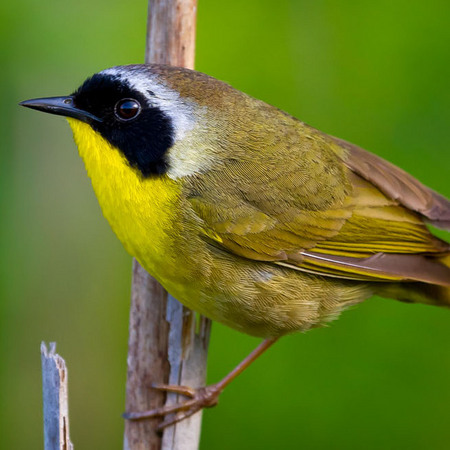 Common Yellowthroat (1) (Huntley Meadows)