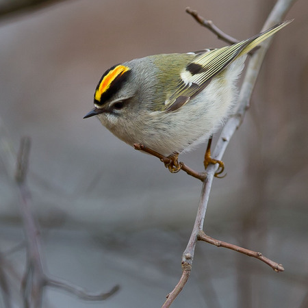 Golden-crowned Kinglet (6) (Centreville)