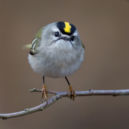 Golden-crowned Kinglet (5) (Centreville)