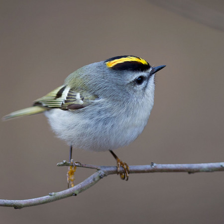 Golden-crowned Kinglet (3) (Centreville)