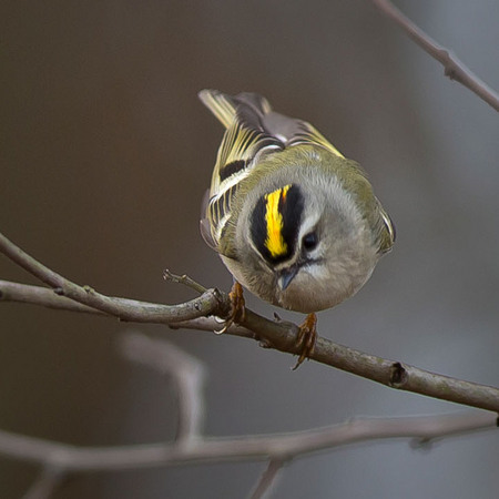 Golden-crowned Kinglet (Washington, DC)