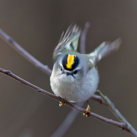 Golden-crowned Kinglet (Washington, DC)