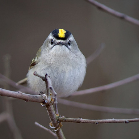 Golden-crowned Kinglet (Washington, DC)