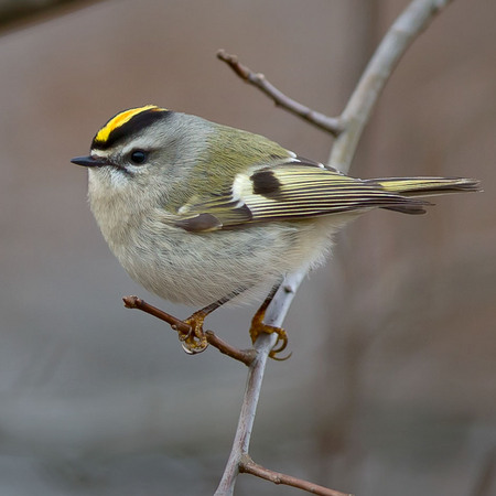 Golden-crowned Kinglet (Washington, DC)