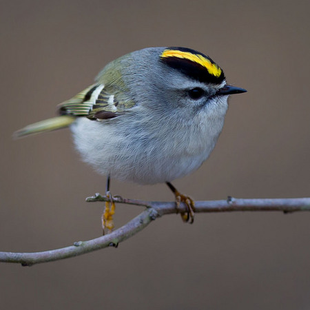 Golden-crowned Kinglet (1) (Centreville)