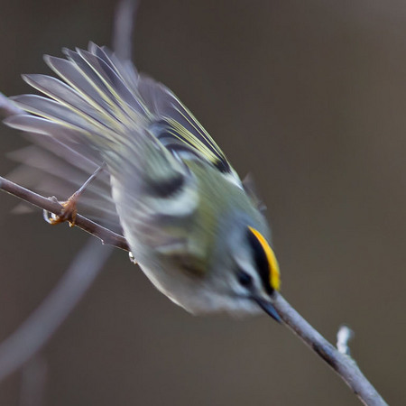 Golden-crowned Kinglet (Washington, DC)