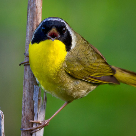 Common Yellowthroat (2) (Huntley Meadows)