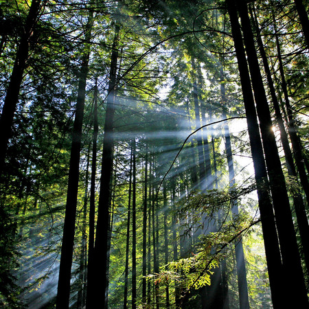 A Morning in the Coastal Redwood Forest (2)