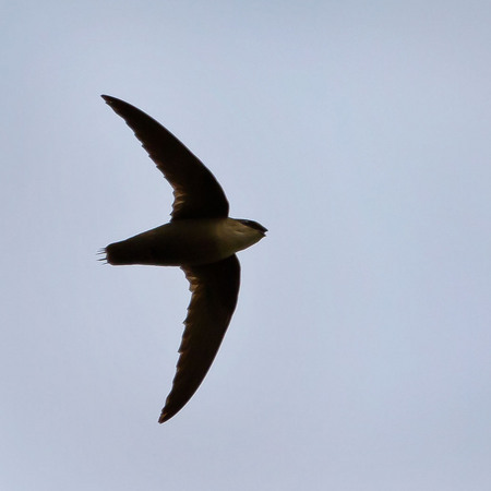 Chimney Swift (Washington, DC)