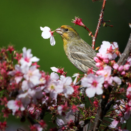 House Finch & Cherry Blossoms (1) (San Diego)