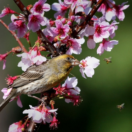 House Finch & Cherry Blossoms (2) (San Diego)