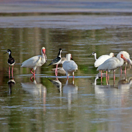 Black-necked Stilts & White Ibises (Everglades National Park)