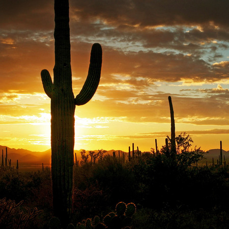 "Saguaro Sunset" (1) (Saguaro National Monument, Arizona)