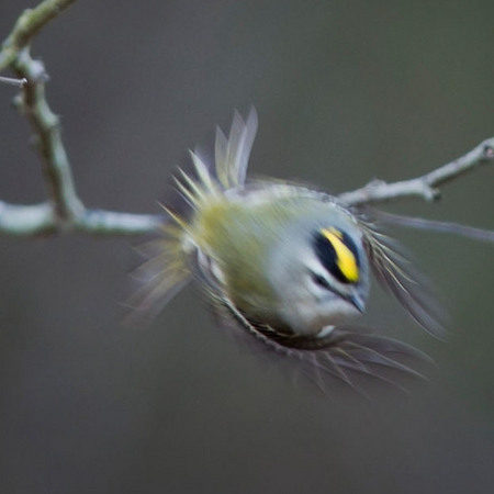 Golden-crowned Kinglet (11) (Centreville, VA)