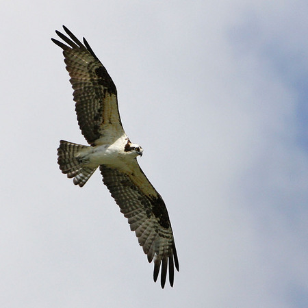 Osprey (3) (Everglades National Park)