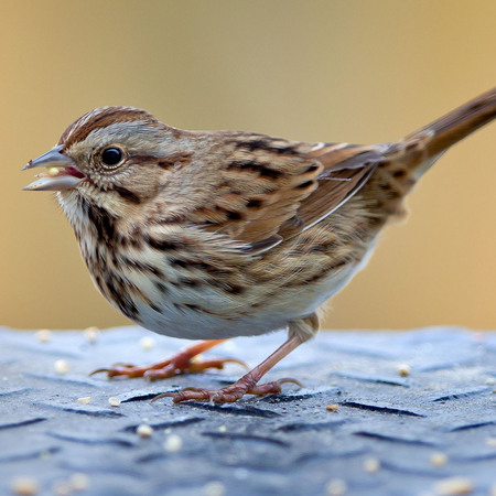 Song Sparrow (Washington, DC)