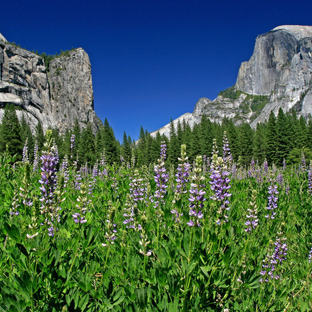 "Summer in Yosemite"