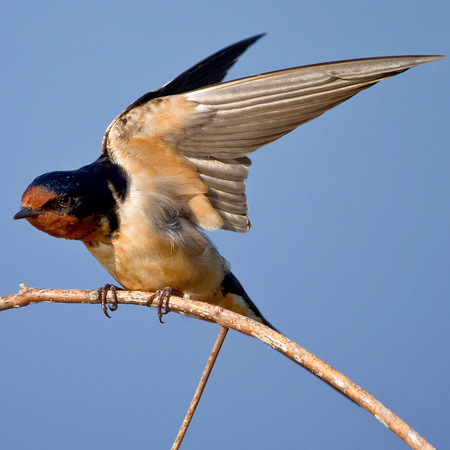Barn Swallow (2) (Huntley Meadows)