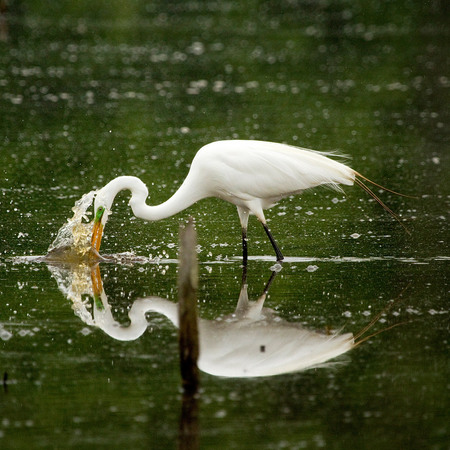 Great Egret (3) (Huntley Meadows)