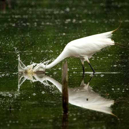 Great Egret (2) (Huntley Meadows)