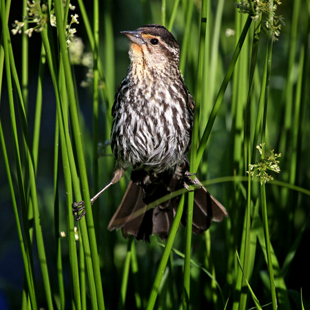 Red-winged Blackbird, adult female (Huntley Meadows)