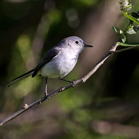 Blue-gray Gnatcatcher (Washington, DC)