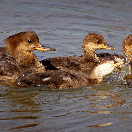 Hooded Mergansers, female & ducklings (Huntley Meadows)