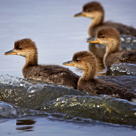 Hooded Merganser Ducklings (Huntley Meadows)