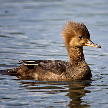 Hooded Merganser (Washington, DC)