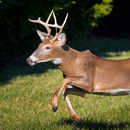 White-tailed Deer (1) (Centreville)