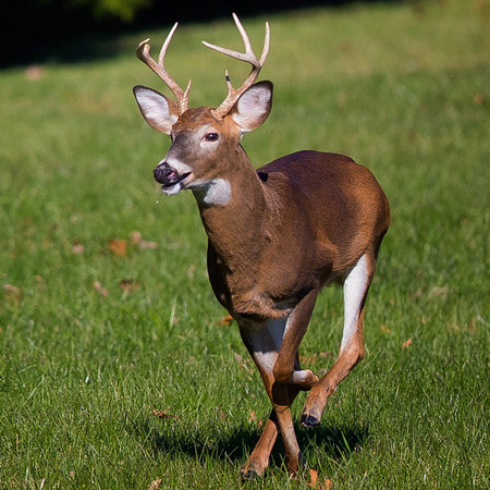 White-tailed Deer (Washington, DC)