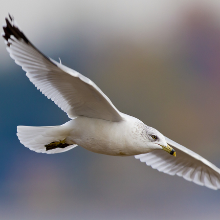 Ring-billed Gull (2) (Washington, DC)