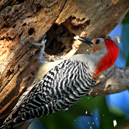 Red-bellied Woodpecker (1) (Everglades National Park)