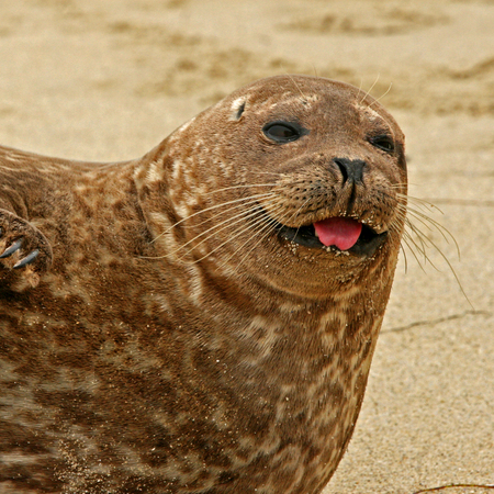 Harbor Seal (1) (La Jolla, California)