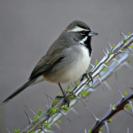 Black-throated Sparrow (Saguaro National Monument, AZ)