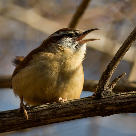 Carolina Wren (Washington, DC)