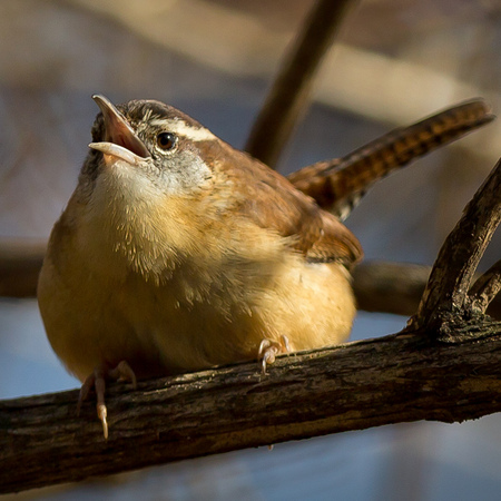 Carolina Wren (Washington, DC)