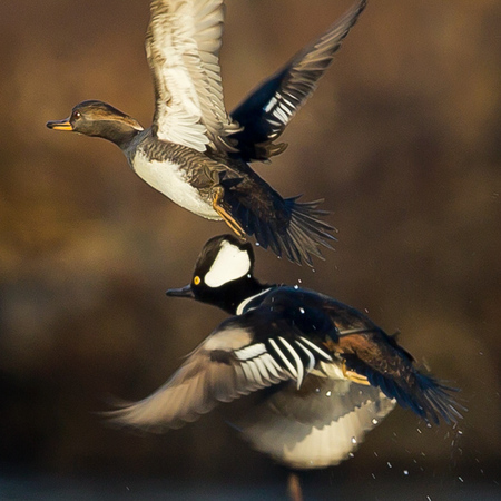 Hooded Merganser (Washington, DC)