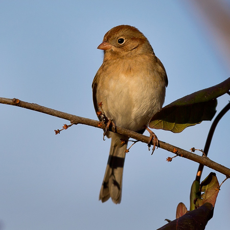 Field Sparrow (Washington, DC)