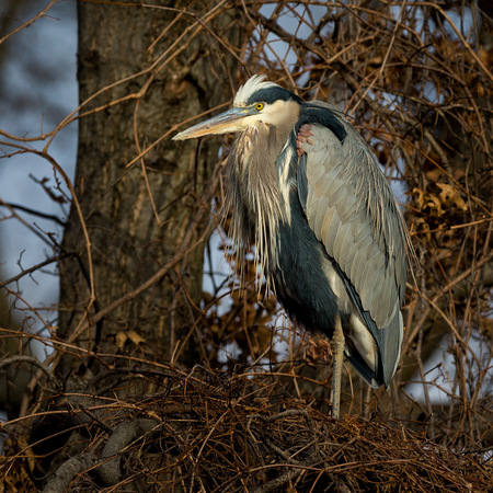 Great Blue Heron (2) (Kenilworth Aquatic Gardens)