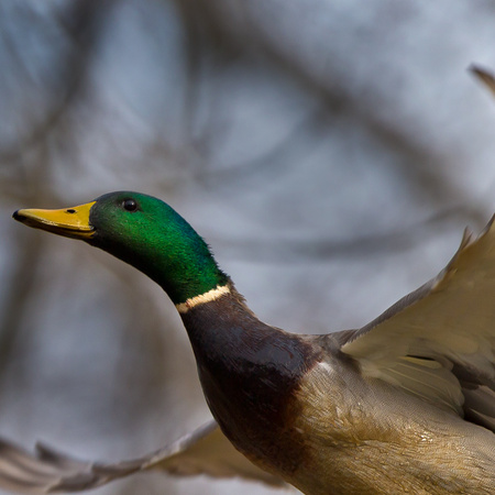 Mallard (6) (Kenilworth Aquatic Gardens, Washington DC)