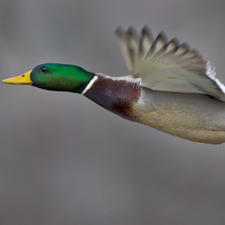 Mallard (7) (Kenilworth Aquatic Gardens, Washington DC)