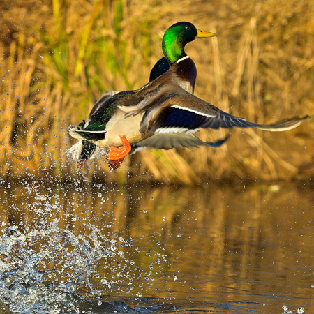 Mallard (4) (Kenilworth Aquatic Gardens, Washington DC)