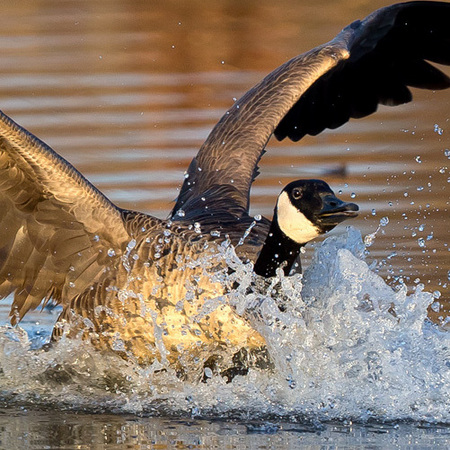 Canada Goose & Hooded Mergansers  (Kenilworth Aquatic Gardens)