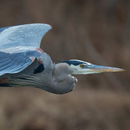 Great Blue Heron (Washington, DC)