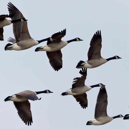 Canada Geese (Kenilworth Aquatic Gardens)