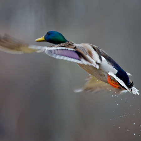 Mallard (5) (Kenilworth Aquatic Gardens)